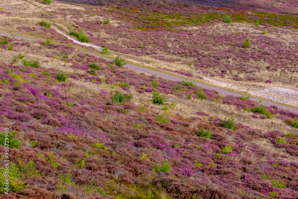 Landscape of purple flowers on the dunes, Flowering Calluna vulgaris (Heide, Heather or Ling) The sole species in the genus Calluna in the family of Ericaceae, Schoorl dune, Noord Holland, Netherlands Landscape of purple flowers on the dunes, Flowering Calluna vulgaris (Heide, Heather or Ling) The sole species in the genus Calluna in the family of Ericaceae, Schoorl dune, Noord Holland, Netherlands