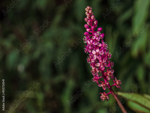 Close-up photography of a red Phytolacca rugosa flower illuminated by the light of the sunset, in  a farm near the colonial town of Villa de Leyva in central Colombia. photo