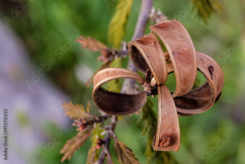 Macro photography of the opened seed pod of a power-puff tree, illuminated by the light of sunset, in a farm near the colonial town of Villa de Leyva, in central Colombia. photo