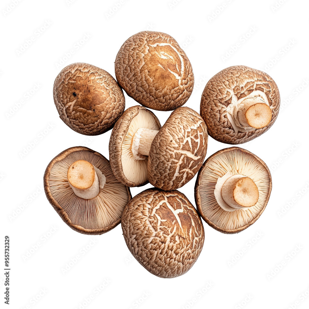 Close-up shot of fresh shiitake mushrooms on a black background. The mushrooms are arranged in a circular pattern. Close-up shot of fresh shiitake mushrooms on a black background. The mushrooms are arranged in a circular pattern.