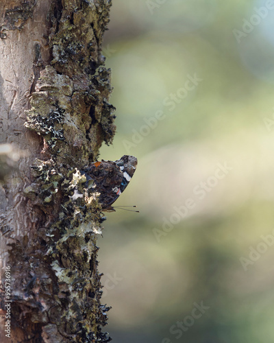 A Red Admiral Butterfly resting on a summer day.