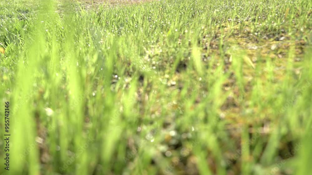 雑草の朝露(ズーム)
雑草の朝露(ズーム)