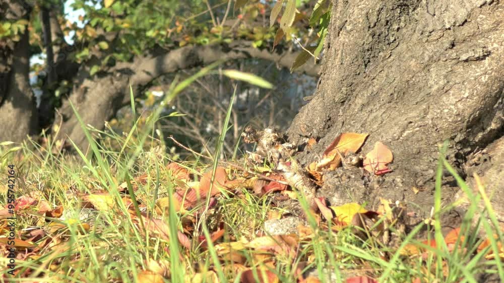 大木と風にそよぐ草
大木と風にそよぐ草