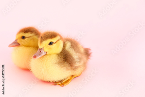 Cute ducklings on pink back...