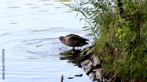 Duck on the shore of the lake looking at the reflection ,washing bathing feathers