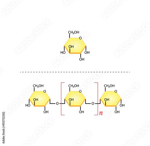 Differences Between Monosaccharide and Polysaccharide. Glucose, Maltose . Carbohydrates and Sugars Terminology. Scientific Design. Vector Illustration.