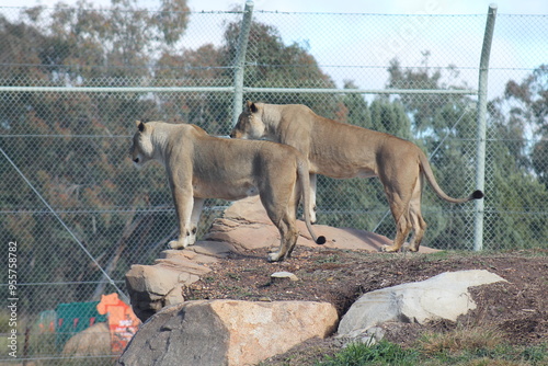Lions at the zoo photo