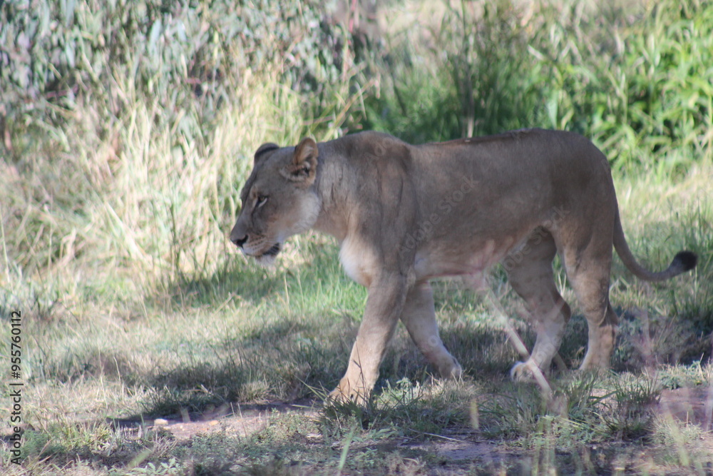 Obraz premium lion cub in the wild
