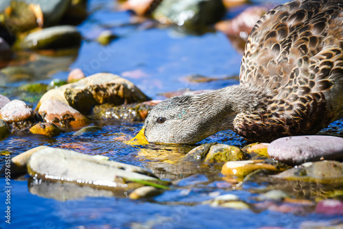 Mallard with river and rocks 