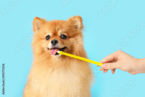 Female groomer brushing tee...