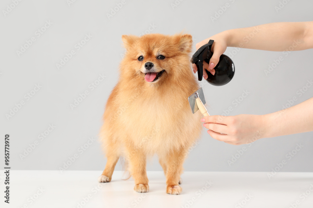 Female groomer brushing cute Pomeranian dog on grey background Female groomer brushing cute Pomeranian dog on grey background