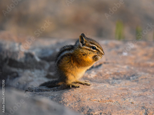 Chipmunk on a rock