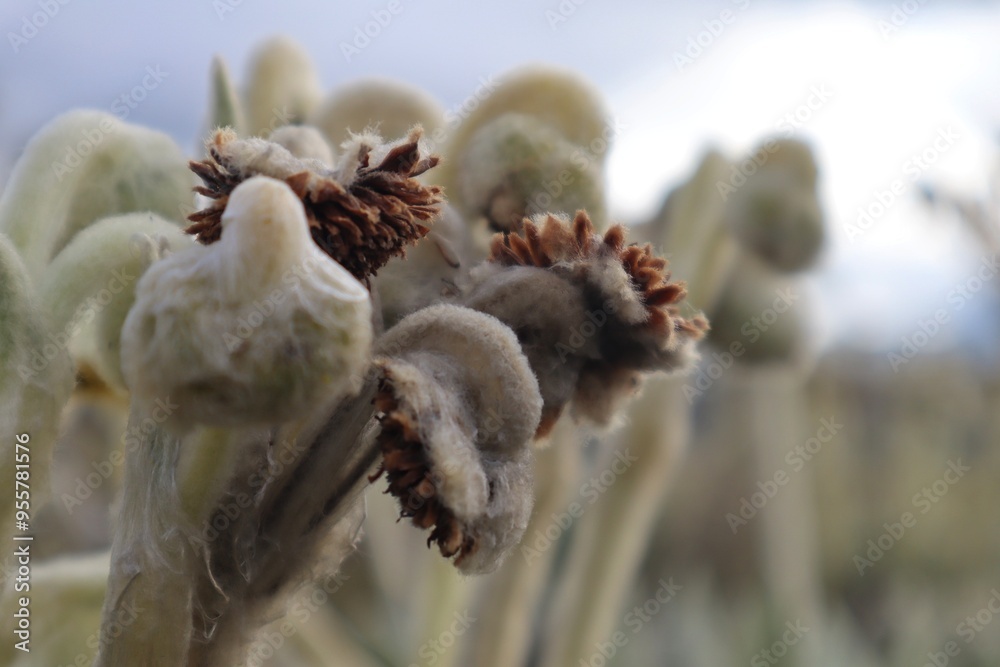 Fototapeta premium Frailejón Landscape - Espeletia schultzii