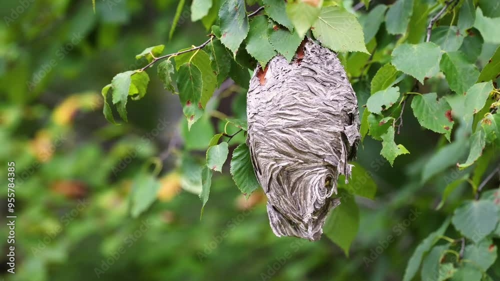 Active Hornet nest hanging from a tree branch during summer in Wisconsin