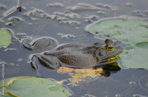Bullfrog with lily pads