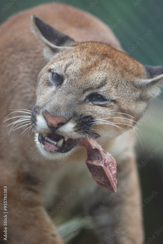 Obraz premium Wildcat devouring a piece of meat in detailed close-up