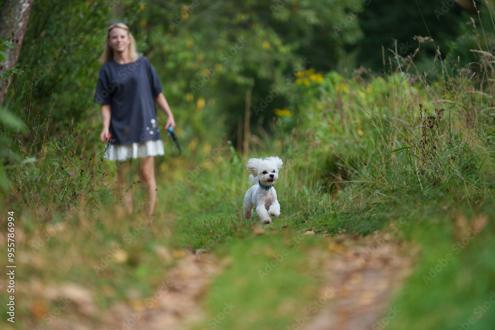Girl throws a stick to the dog in natural park of Town. Woman in blue dress walking with dog