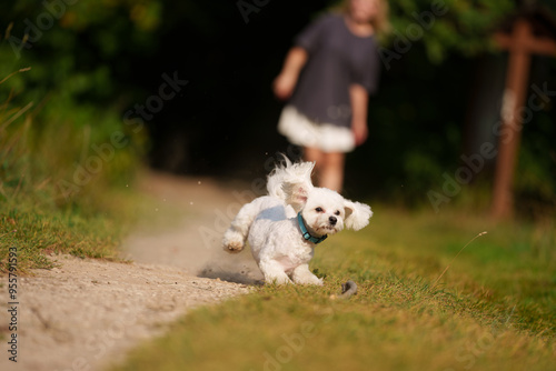 Girl throws a stick to the dog in natural park of Town. Woman in blue dress walking with dog