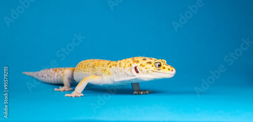 Leopard gecko - a small lizard, side view on a blue background photo