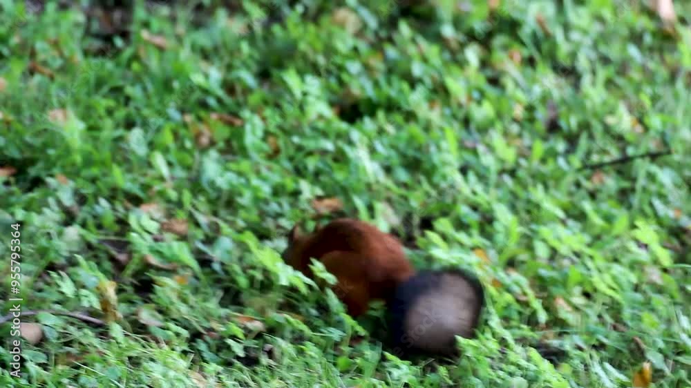 Squirrel stocking up food hiding nuts underground burying, fluffy tail filmed close Squirrel stocking up food hiding nuts underground burying, fluffy tail filmed close