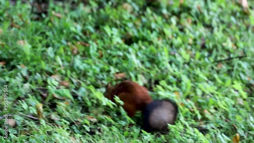 Squirrel stocking up food hiding nuts underground burying, fluffy tail filmed close