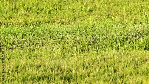 green grass on the lawn background 