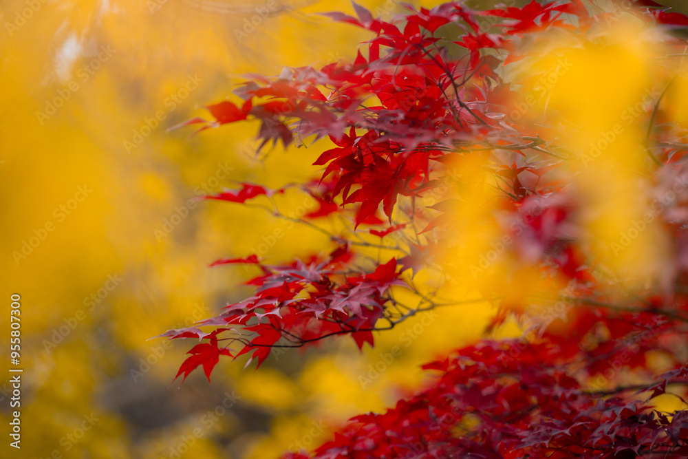 Autumnal foliage. Fall season. Autumn leaves, gold and red leaves of autumn background. Maple leaves. Colorful autumn leaves. natural background. Falling autumn. Autumnal foliage. Fall season. Autumn leaves, gold and red leaves of autumn background. Maple leaves. Colorful autumn leaves. natural background. Falling autumn.