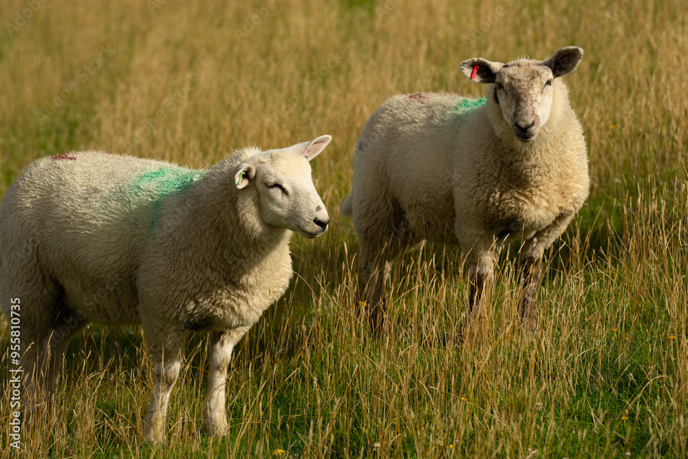 The sheep lamb in the verdant meadows. Sheep on an farm. Sheep eating grass on a field. Sheep grazing in an alpine meadow. The sheep lamb in the verdant meadows. Sheep on an farm. Sheep eating grass on a field. Sheep grazing in an alpine meadow.