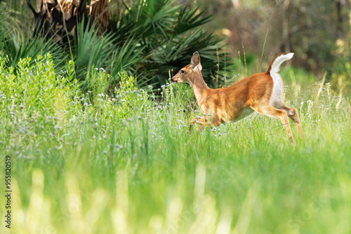 A white-tailed deer (Odocoileus virginianus) bounding through the woods in Myakka River State Park, Florida photo