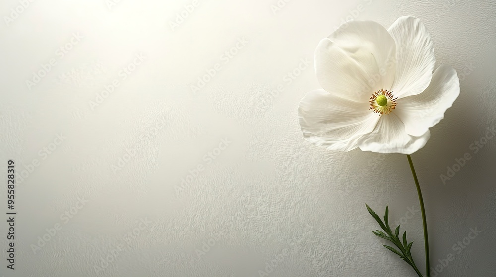 Delicate White Poppy on Soft Background: A single white poppy, its petals unfurling in soft light, creates a serene and elegant composition on a light background. Delicate White Poppy on Soft Background: A single white poppy, its petals unfurling in soft light, creates a serene and elegant composition on a light background.