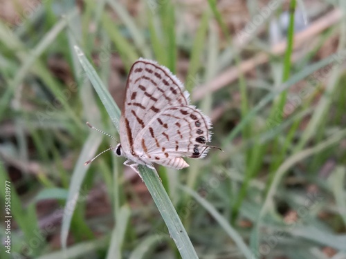 tarucus nara or the striped Pierrot on the grass in the garden.tarucus nara body pattern photo