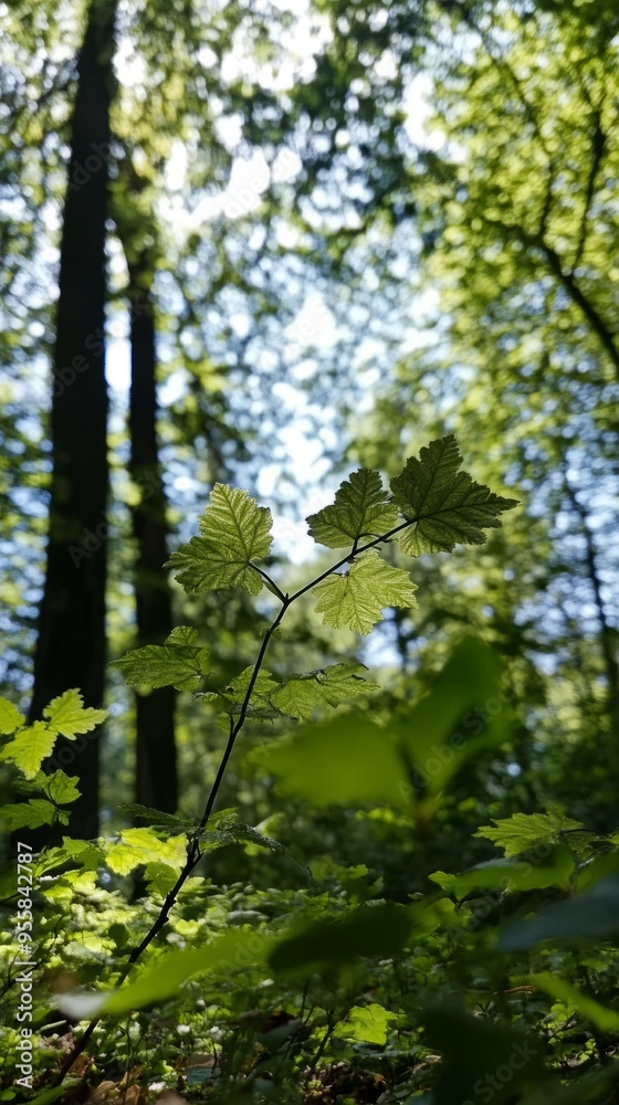 forest, nature, tree, sun, light, landscape, trees, sunlight, green, woods, morning, autumn, fog, path, wood, mist, ray, road, sunbeam, park, misty, leaf, sunrise, rays, sunshine forest, nature, tree, sun, light, landscape, trees, sunlight, green, woods, morning, autumn, fog, path, wood, mist, ray, road, sunbeam, park, misty, leaf, sunrise, rays, sunshine