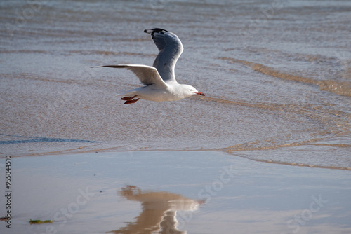 Seagull in Flight