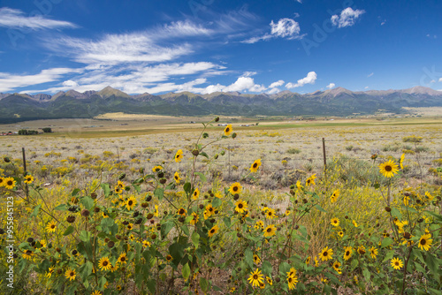 Fototapeta Naklejka Na Ścianę i Meble -  Prairie sunflowers, with mountains and blue sky, white clouds background