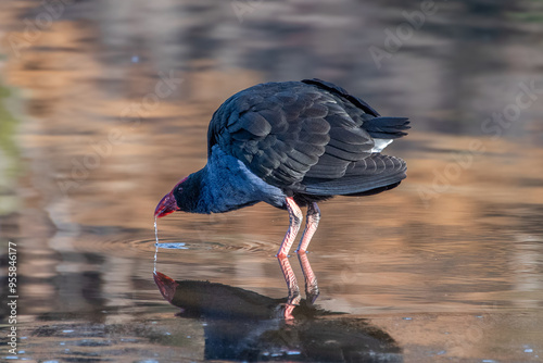 Australasian Swamp Hen photo