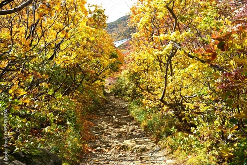 安達太良山の紅葉のトンネル