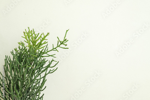 Euphorbia tirucalli Linn plant in pot on white wall. photo