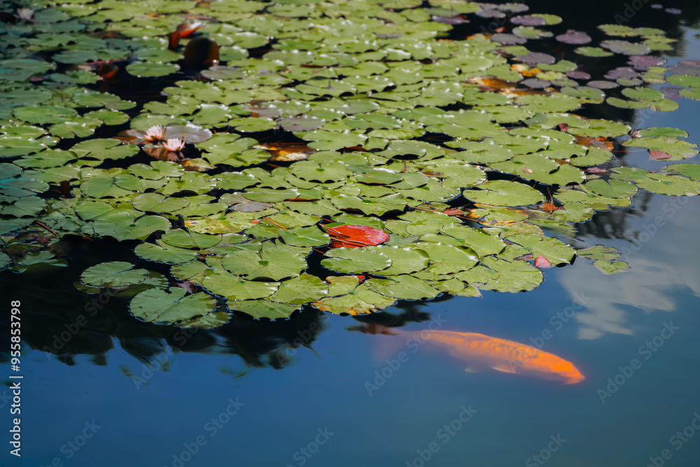 Water lily pond and koi fish in summer.