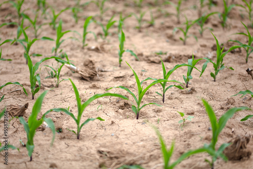 Corn seedlings growing in the farmland