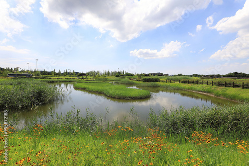 Summer view of water plant besides wetland and pond at Siheung tidal channel Ecological Park near Siheung-si, South Korea