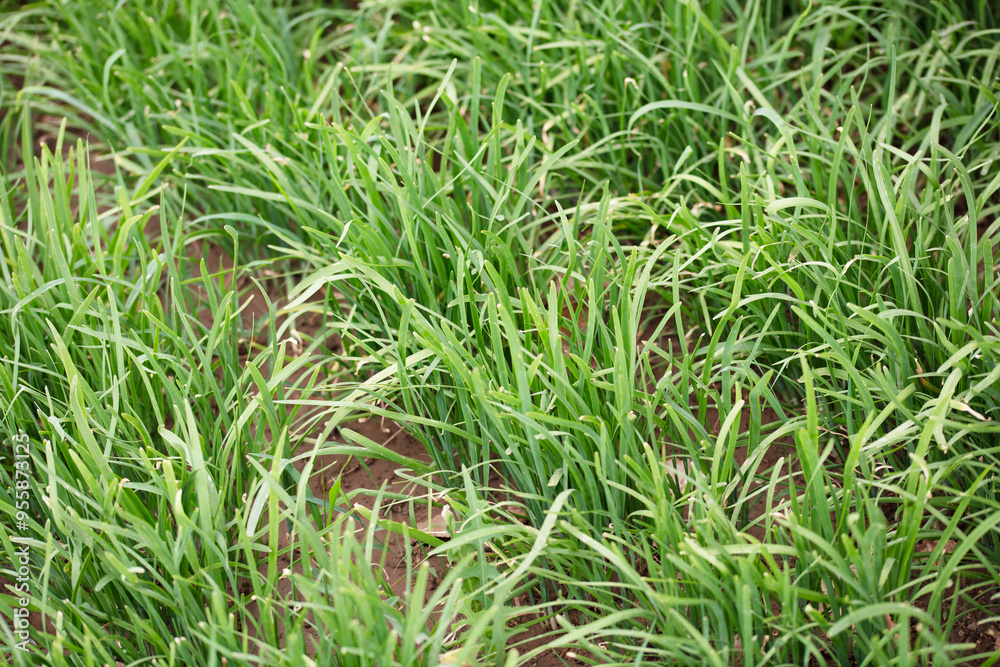Leeks growing vigorously Leeks growing vigorously