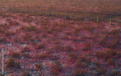 Morning and spring view of red samphires with fence at Sorae Wetland Ecological Park near Namdong-gu, South Korea photo