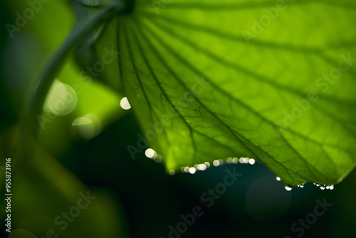 Close-up and morning view of dew at the edge of a lotus leaf at Gwangokji Reservoir in summer near Siheung-si, South Korea photo