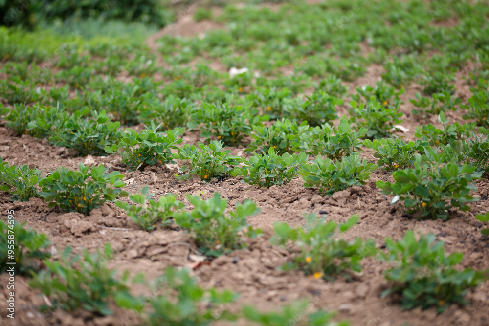 Growing peanut field Growing peanut field