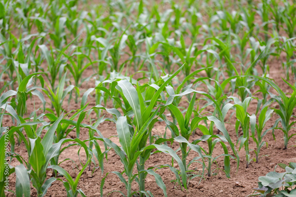 Obraz premium Young corn seedlings growing