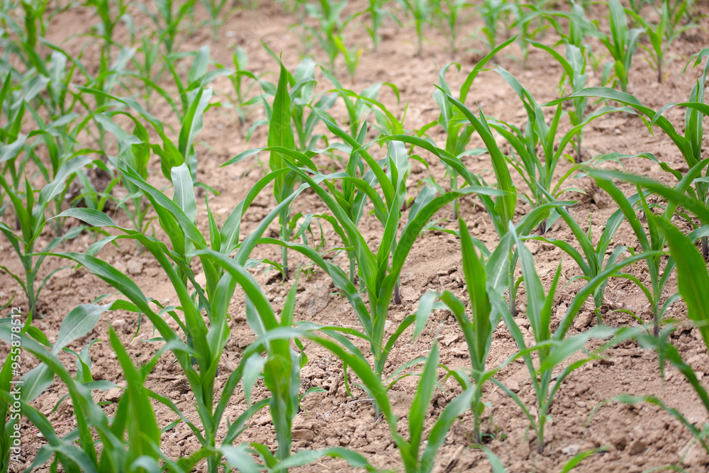 Young corn seedlings growing Young corn seedlings growing