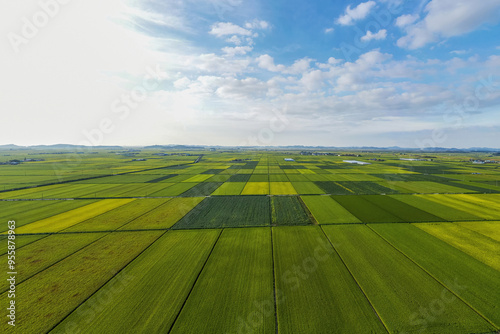 High angle and panoramic view of rice field at Gimje Plain against land horizon in summer near Gimje-si, South Korea photo