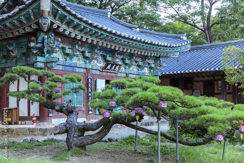 Gongju-si, Chungcheongnam-do, South Korea - August 9, 2021: Summer view of a small old bonsai pine tree against Eungjinjeon Hall at Magoksa Temple of Taehwasan Mountain photo