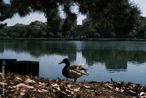 duck on the lake