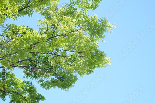 green leaves against blue sky